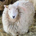 St Fagans National Museum of History offers a day out like no other.